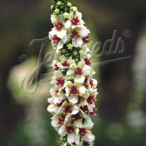 画像2: バーバスカム ミルクシェイク