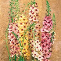 バーバスカム サザンチャーム