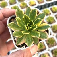 ●多肉植物 アエオニウム スイートティー 2.5寸苗 Y3043