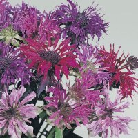 モナルダ パノラマミックス