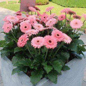 画像2: ガーベラ ガルビネア スイートペストリー