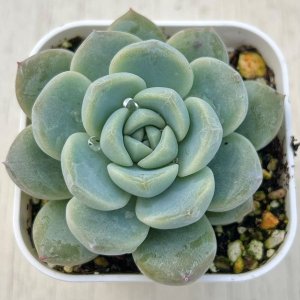 画像1: ●多肉植物 エケベリア シックリーフアルバ×チーズHyb 2.5寸苗 C5156