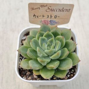 画像2: ●多肉植物 エケベリア ウィートストロー 2.5寸苗 C5153