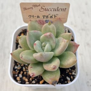 画像2: ●多肉植物 エケベリア クリームアボガド（アボガドクリーム） 2.5寸苗 C5162