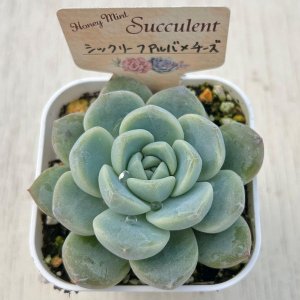 画像2: ●多肉植物 エケベリア シックリーフアルバ×チーズHyb 2.5寸苗 C5156