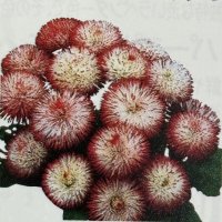 デージー ハバネラ ホワイトウィズレッド