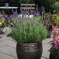 ラベンダー テンダータ ラディーバ インペリアル