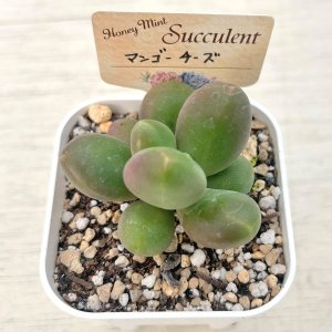 画像2: ●多肉植物 エケベリア マンゴーチーズ 2.5寸苗 C4194