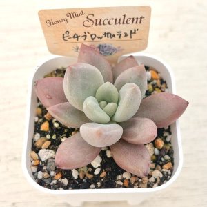 画像2: ●多肉植物 エケベリア ピーチブロッサムランド 2.5寸苗 C4196