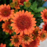 オステオスペルマム 3D オレンジ