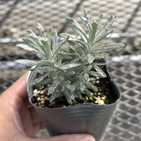 ヘリクリサム シルバーパティオ