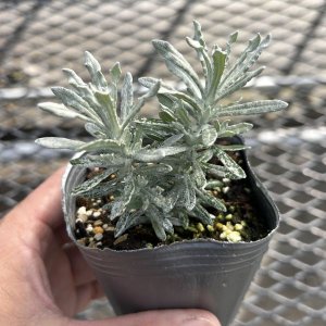 画像1: ヘリクリサム シルバーパティオ