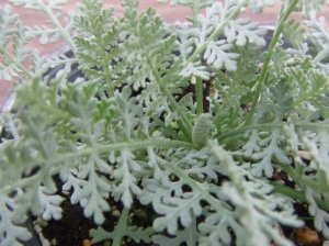 画像2: シルバーレース