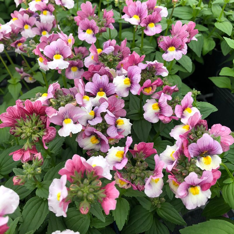 ネメシア セブンスヘブン ローズ（ピンク）バイカラーコンパクト ハニーミント本店