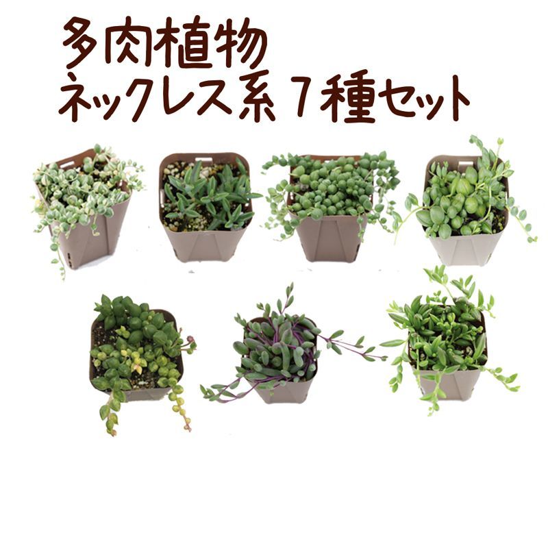 多肉植物 ネックレス系7種セット ハニーミント本店