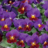 画像: ビオラ ももか あかつき（花なし苗）