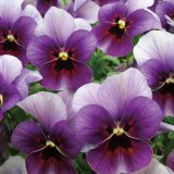 画像: ビオラ ももか ぶどう（花なし苗）