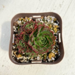 画像: 多肉植物 ロスラリア プラティフィラ 2.5寸苗