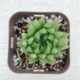 画像: 多肉植物 ハオルチア 青雲の舞 2.5寸苗