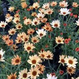 画像: ローダンセマム ムーン