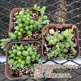 画像: 多肉植物 セネシオ エンジェルティアーズ錦 2.5寸苗