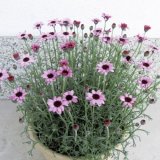 画像: ローダンセマム マーキュリー