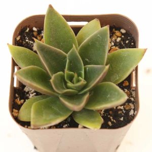 画像: ◆多肉植物 エケベリア メキシカーナ 2.5寸苗