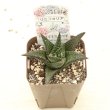 画像2: 多肉植物 ハオルチア リミフォリア 2.5寸苗