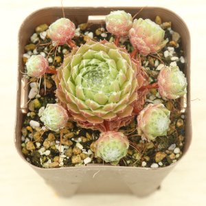 画像: 多肉植物 センペルビウム スプリングビューティー 2.5寸苗