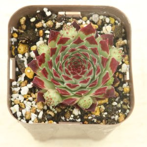 多肉植物 センペルビウム 紅薫花（コウクンカ） 2.5寸苗 - ハニー 