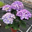 画像6: ハイドランジア ブルーマーブルソーダ ピンクマーブルソーダ 9センチポット苗※土の酸性度によりどちらかの色が咲きます。