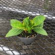 画像2: ハイドランジア ブルーマーブルソーダ ピンクマーブルソーダ 9センチポット苗※土の酸性度によりどちらかの色が咲きます。