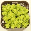 画像2: 多肉植物 セダム ドリームスター 2.5寸苗