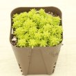 画像1: 多肉植物 セダム ドリームスター 2.5寸苗