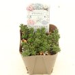 画像2: 多肉植物 セダム ブラックベリー 2.5寸苗