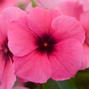 画像: ビンカ タトゥーラズべリー 花の色が変化するビンカ