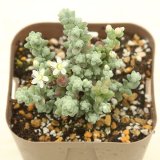 画像: 多肉植物 セダム 木立プレビフォリウム 2.5寸苗