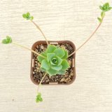 画像: ●多肉植物 グラプトベリア ジェダイト 2.5寸苗