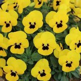 画像: ビオラ ももか ひまわり（花なし苗）