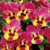 画像: ビオラ ももか るびー（花なし苗）