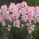 画像: ネメシア フラミンゴ