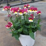 画像: フレグランスネメシア アップルパイ