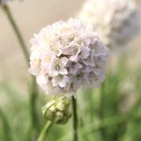 画像: アルメリア モーニングスター ホワイト