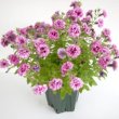画像2: 八重咲きペチュニア ミヨシ系 アメジストベイン （花なし苗）