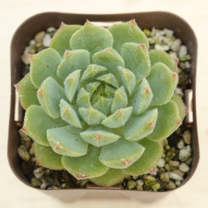 ○多肉植物 エケベリア ピュアラブ 2.5寸苗 - ハニーミント本店