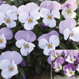 画像: ビオラ ももか うさぎ（花なし苗）