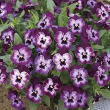 画像: 小輪パンジー わらく ミッドナイト（花なし苗）