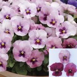 画像: 小輪パンジー わらく ピンクブロッチ（花なし苗）