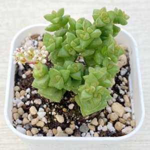 画像: 多肉植物 クラッスラ 小米星(こまいぼし） 2.5寸苗