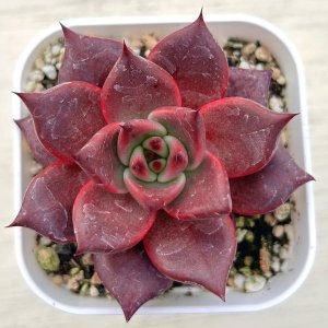 画像: ●多肉植物 エケベリア ハニーピンク 2.5寸苗